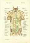 Anatomical Diagrams