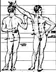 proportions of the human figure